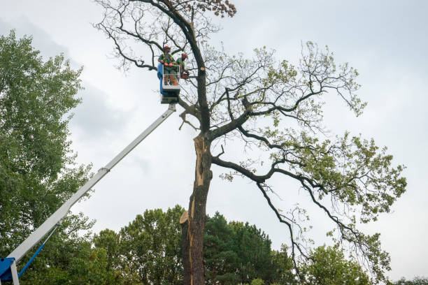 Best Stump Grinding and Removal  in Cypress, CA