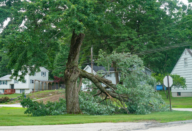 How Our Tree Care Process Works  in  Cypress, CA